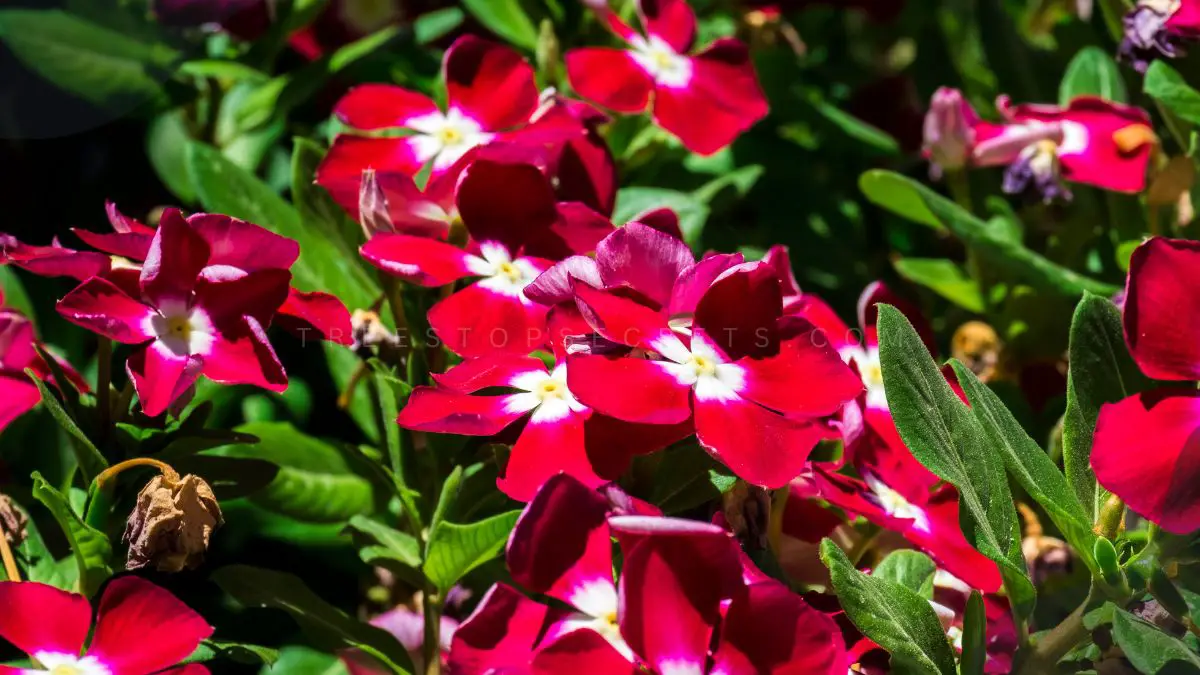 5 Must-Have Red Flowers with White Centers for a Vibrant Landscape