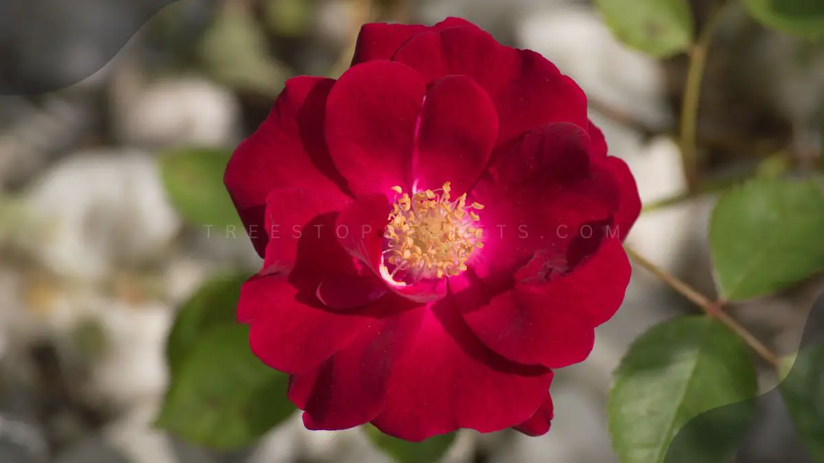 Red Flowers with White Centers