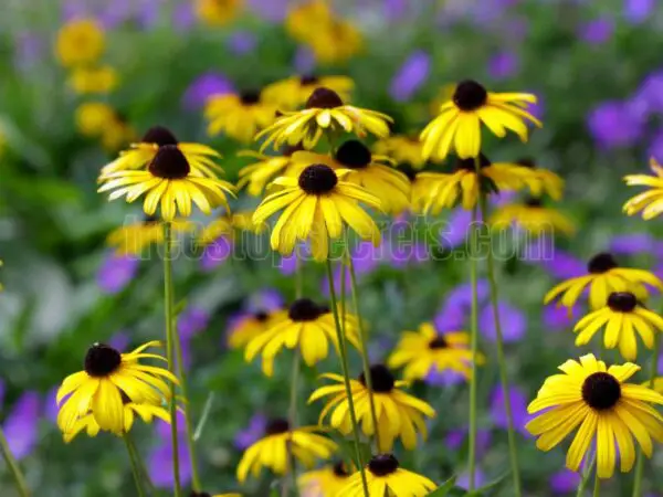 The Ultimate Guide to Pruning Black Eyed Susans for a Vibrant Garden