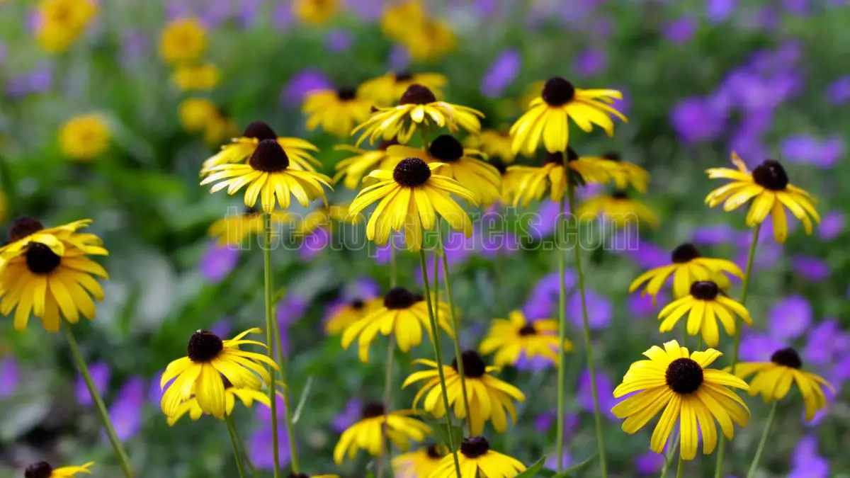 The Ultimate Guide to Pruning Black Eyed Susans for a Vibrant Garden