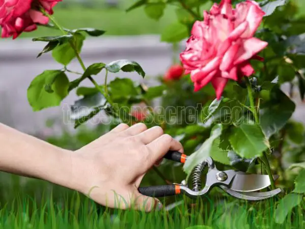 How and When to Prune Roses: A Beginner’s Guide for Beautiful Blooms