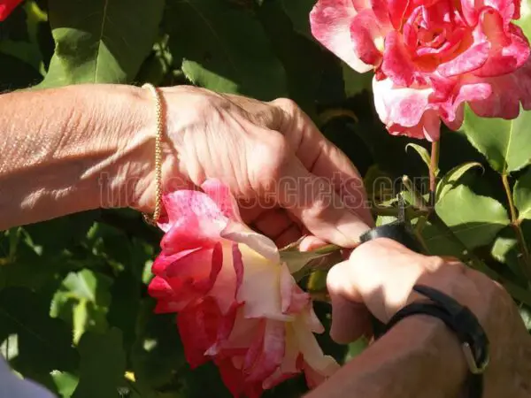 How to Prune Roses for Winter: Essential Guide to Pruning Roses for Winter Success