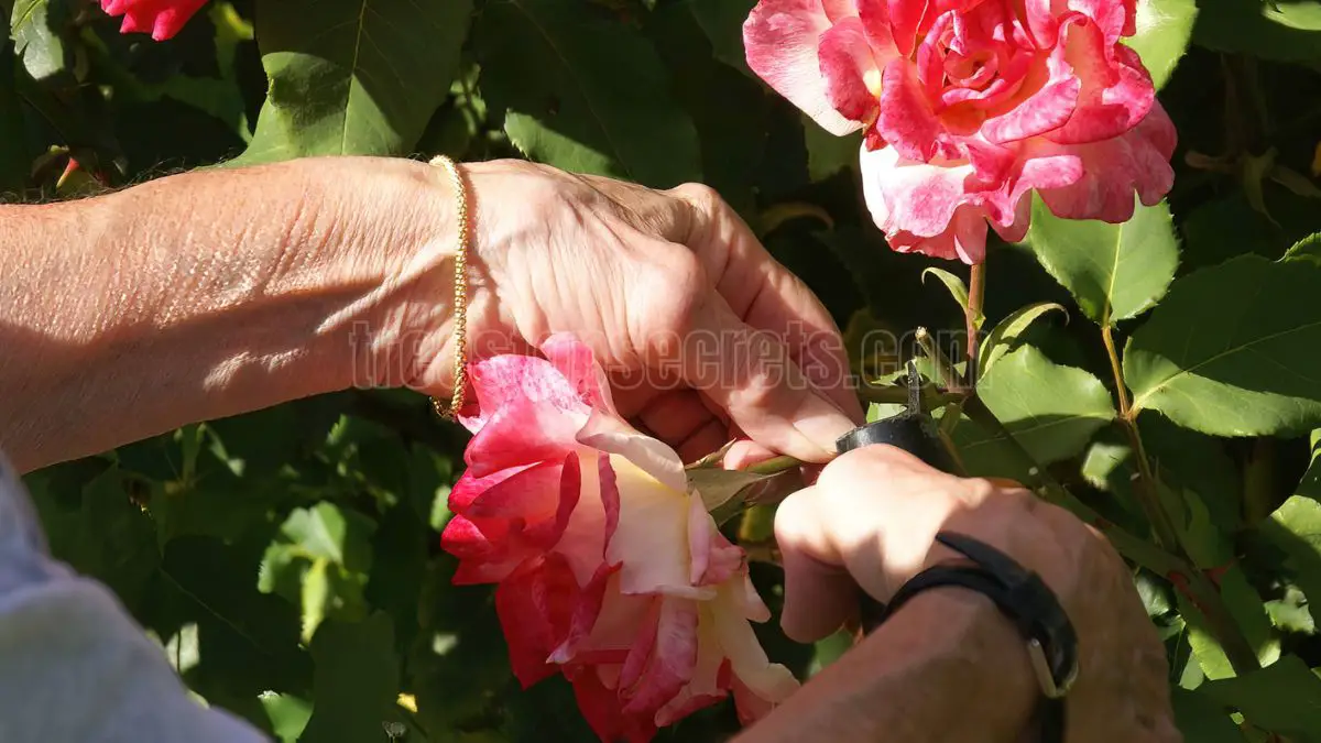 How to Prune Roses for Winter: Essential Guide to Pruning Roses for Winter Success