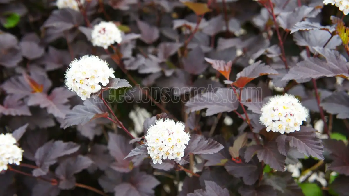 Ninebark Pruning: The Ultimate Guide to a Healthier Shrub