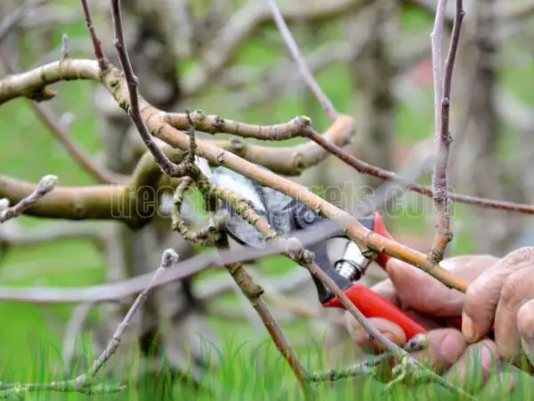 Plan for Success: When to Prune an Apple Tree Like a Pro