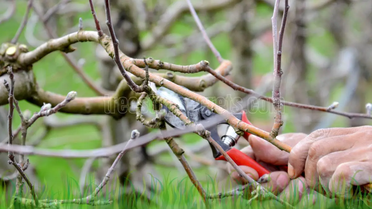 Plan for Success: When to Prune an Apple Tree Like a Pro