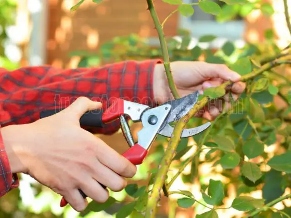 Pruning Climbing Roses: Essential Tips for a Flourishing Garden