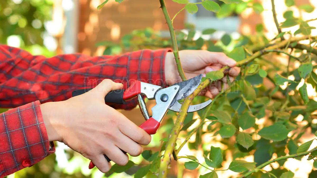 Pruning Climbing Roses: Essential Tips for a Flourishing Garden