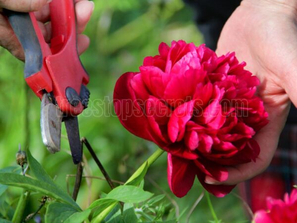 A Complete Guide to Pruning Peonies in the Fall: Expert Advice