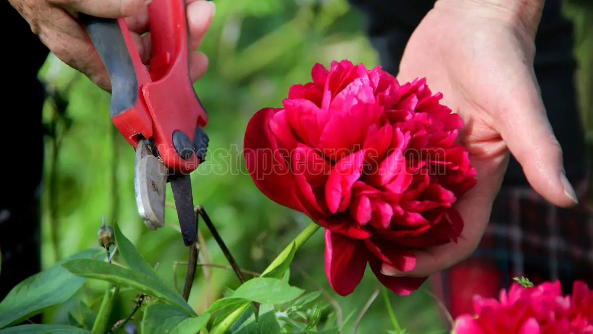 A Complete Guide to Pruning Peonies in the Fall: Expert Advice