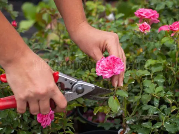 Pruning Roses for Winter: Essential Tips for Healthy Spring Blooms