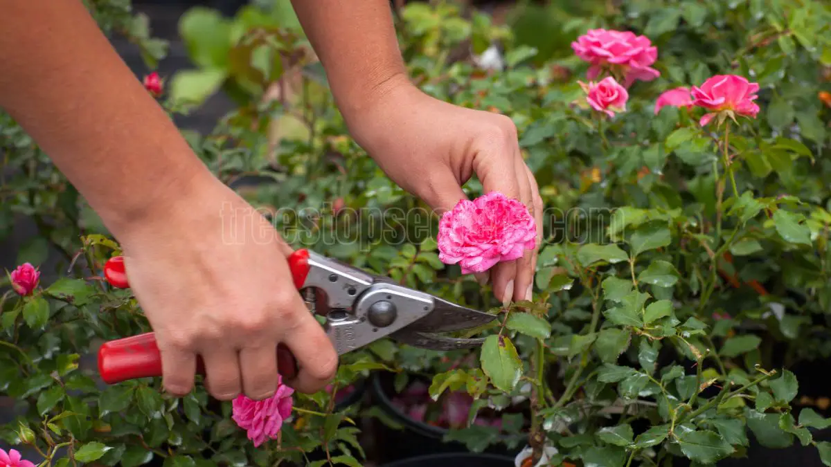 Pruning Roses for Winter: Essential Tips for Healthy Spring Blooms