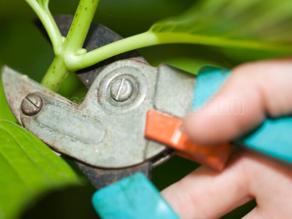 When is the Best Time to Prune Hydrangeas: Expert Tips for Lush Blooms