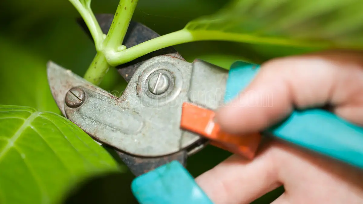 When is the Best Time to Prune Hydrangeas: Expert Tips for Lush Blooms