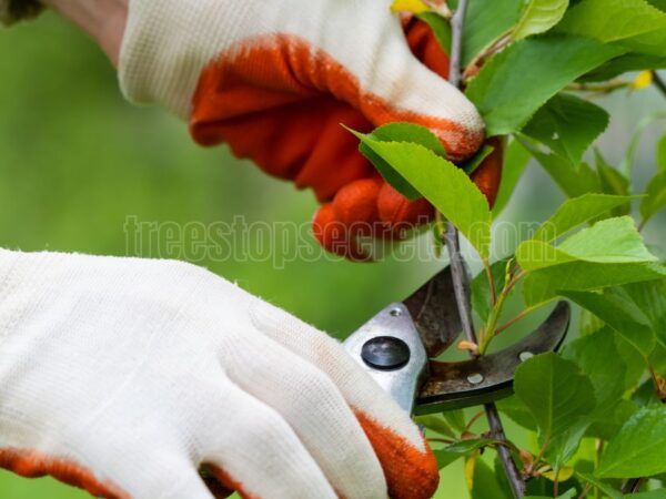 When to Prune Butterfly Bushes: Timing for Optimal Growth