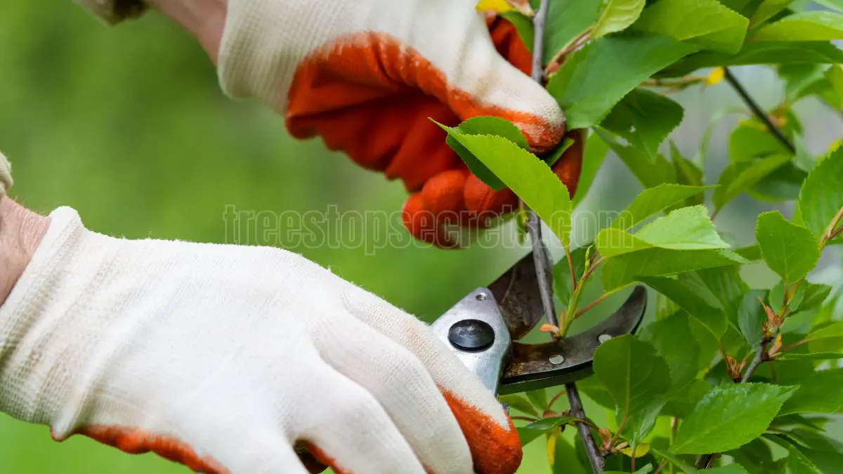 When to Prune Butterfly Bushes: Timing for Optimal Growth