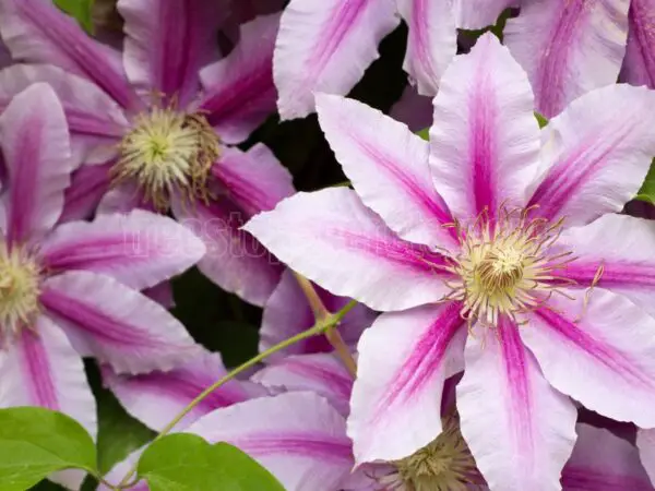 When to Prune Clematis: A Simple Guide for Healthy Blooms