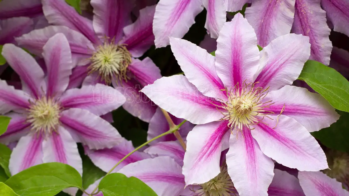 When to Prune Clematis: A Simple Guide for Healthy Blooms