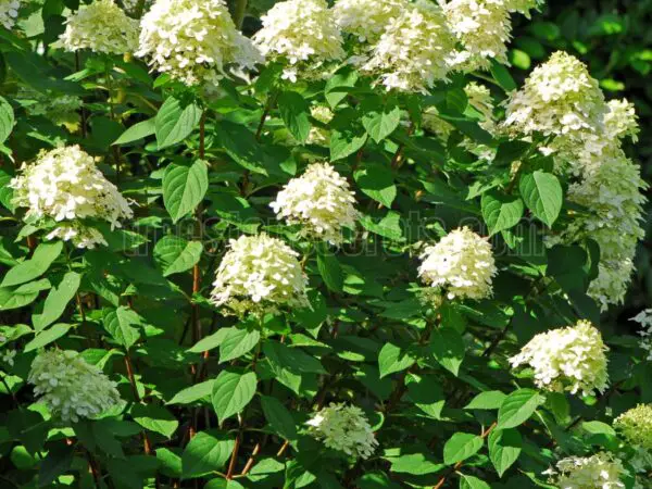 Brighten Your Space: Learn When to Prune Limelight Hydrangeas