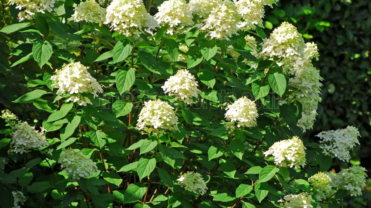 Brighten Your Space: Learn When to Prune Limelight Hydrangeas