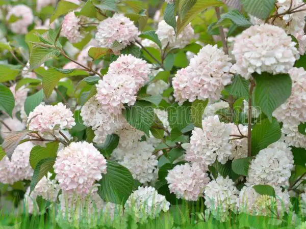 When to Prune Viburnum: Best Times to Keep Your Plant Thriving