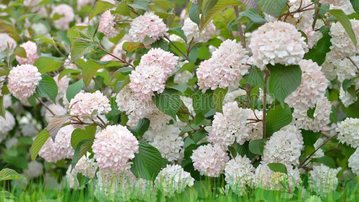 When to Prune Viburnum: Best Times to Keep Your Plant Thriving