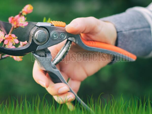 How to Prune Peach Trees: The Ultimate Guide for Healthier Harvests