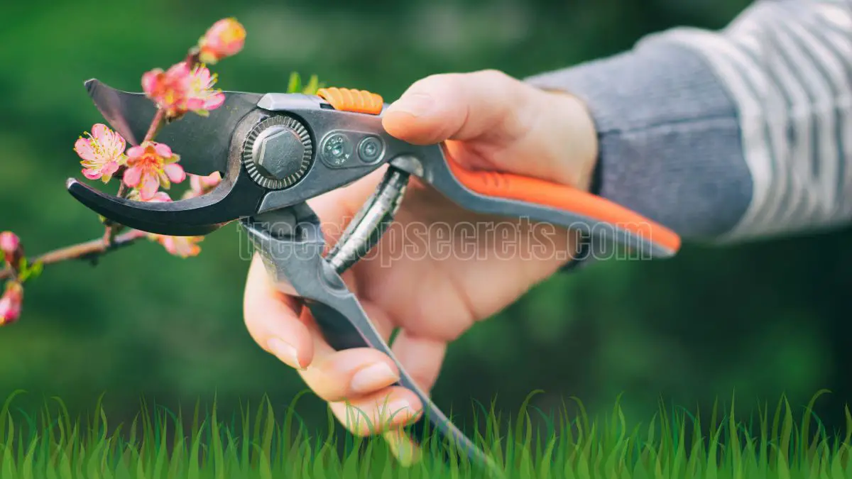 How to Prune Peach Trees: The Ultimate Guide for Healthier Harvests