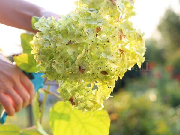 Pruning Hydrangeas in Fall: Expert Tips for Gorgeous Blooms