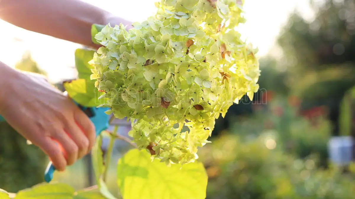 Pruning Hydrangeas in Fall: Expert Tips for Gorgeous Blooms