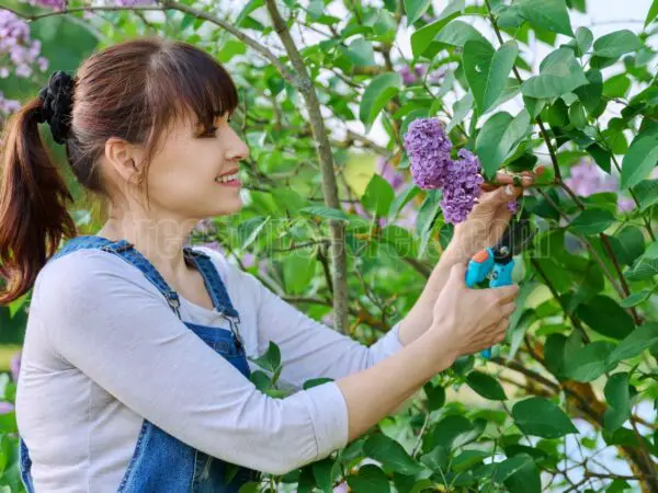 Pruning Lilacs in Fall: A Step-by-Step Guide for Healthier Blooms