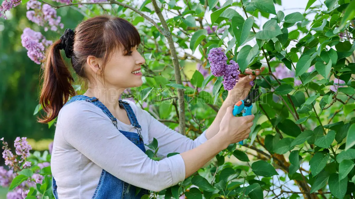 Pruning Lilacs in Fall: A Step-by-Step Guide for Healthier Blooms