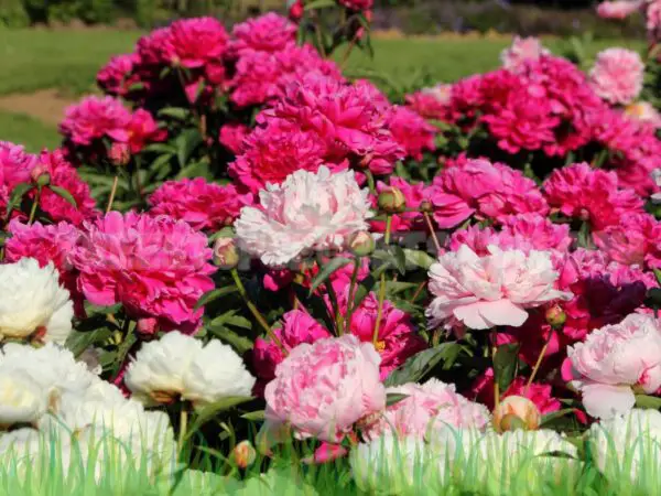 How to Prune Peonies: Tips to Keep Your Garden Thriving