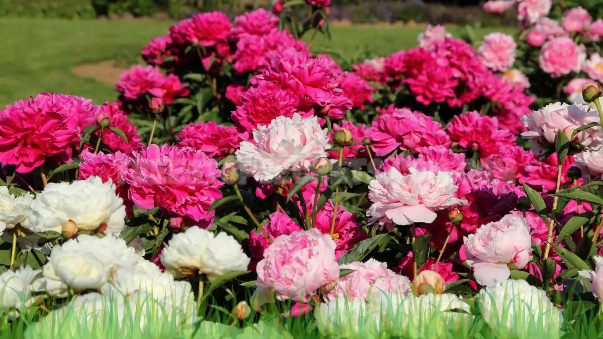 How to Prune Peonies: Tips to Keep Your Garden Thriving