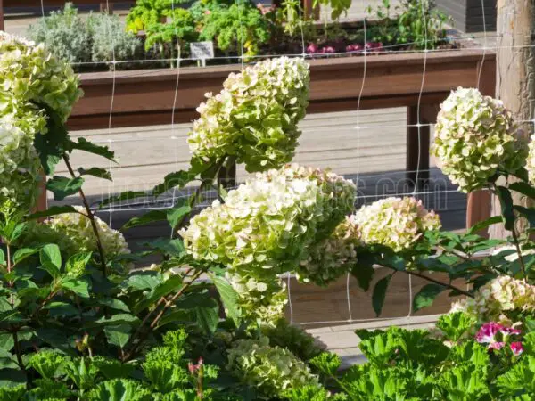 When to Prune Panicle Hydrangea for Optimal Blooming?