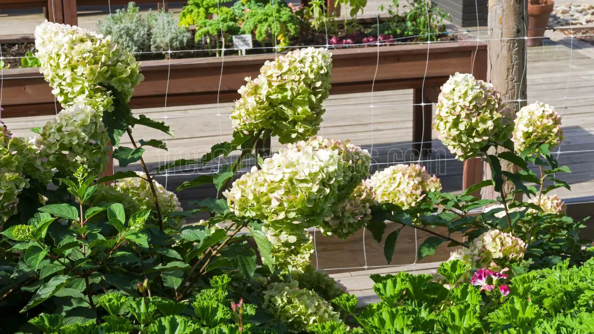 When to Prune Panicle Hydrangea for Optimal Blooming?