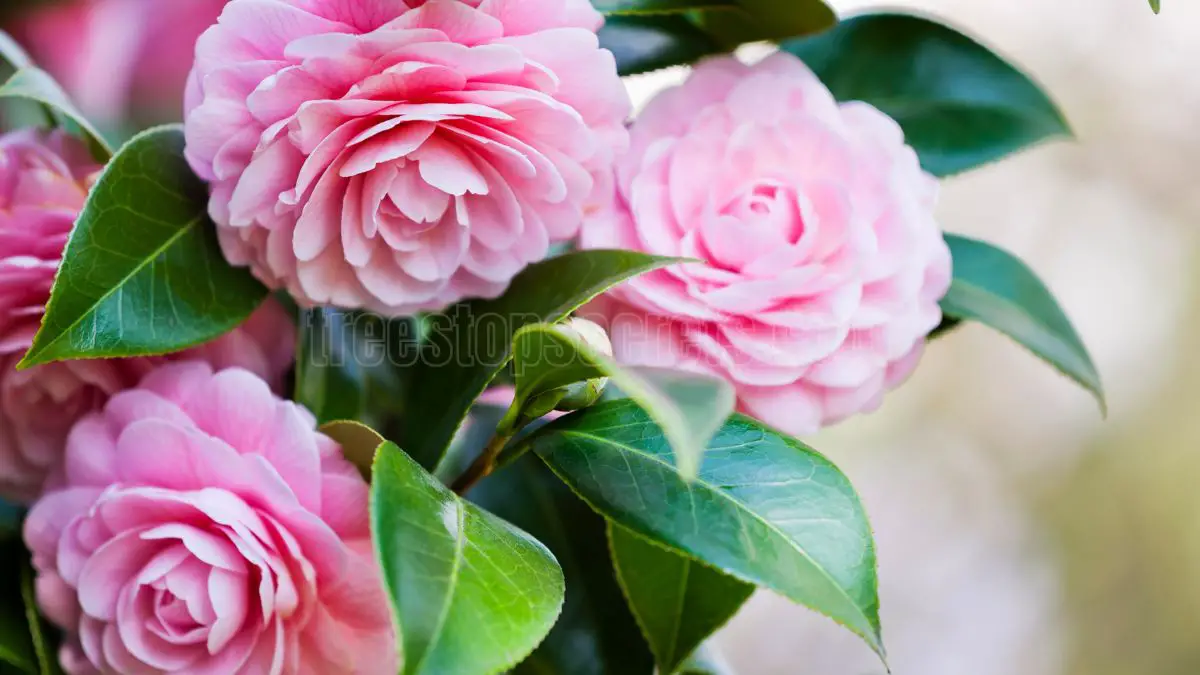 Camellias