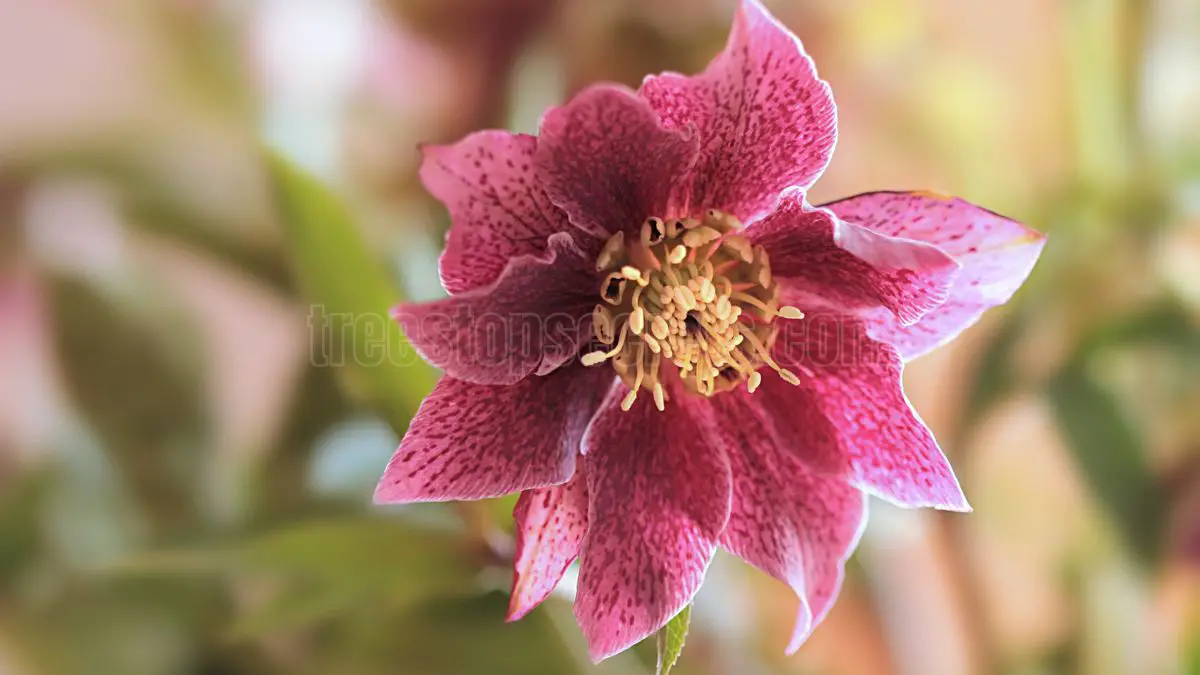 Christmas rose