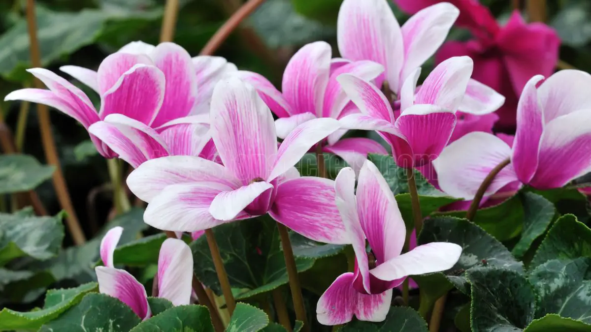 Cyclamen