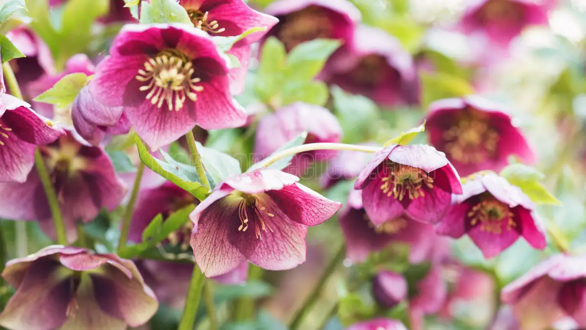 Hellebores