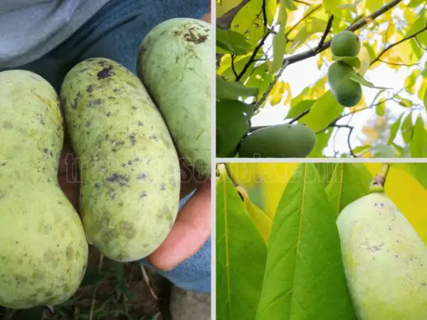 How to Plant Pawpaw Seeds: Your Step-by-Step Success Guide