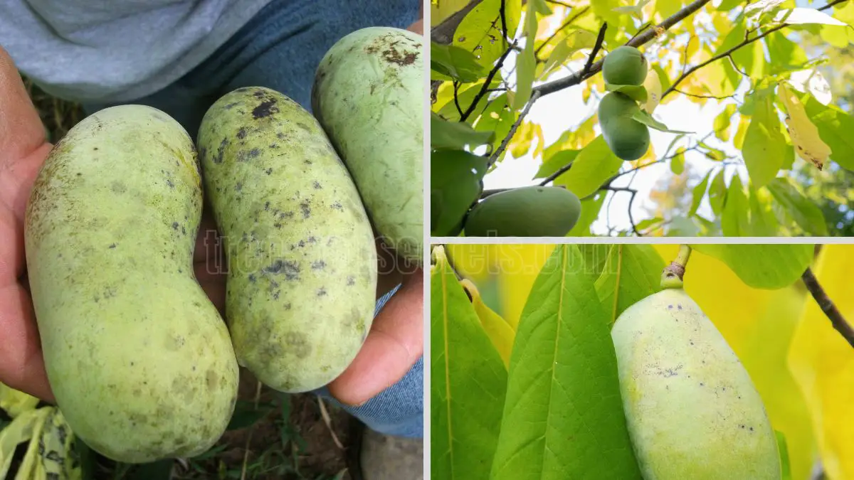 How to Plant Pawpaw Seeds: Your Step-by-Step Success Guide