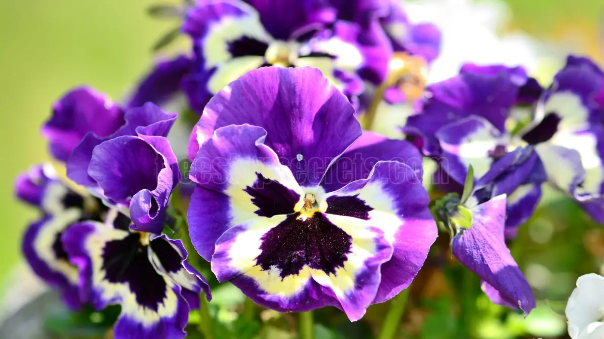 Pansies