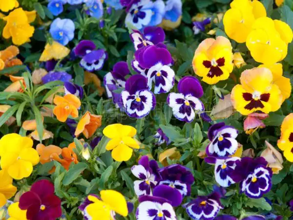 11 Winter Flowers You Should Plant Now for Colorful Gardens