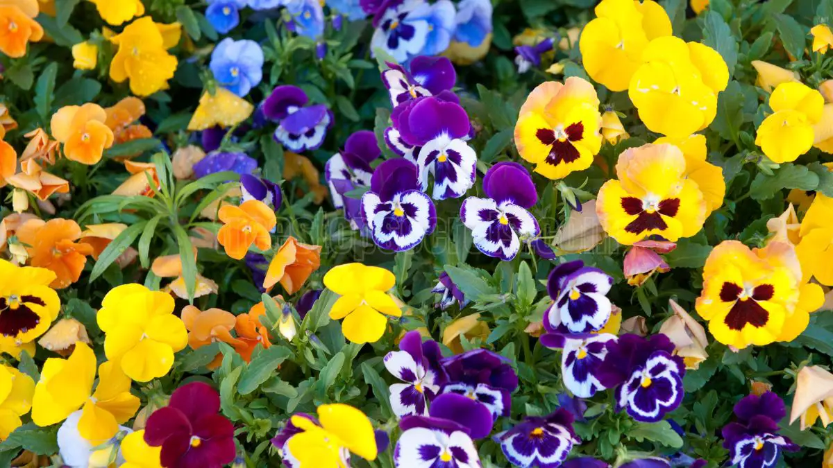 11 Winter Flowers You Should Plant Now for Colorful Gardens