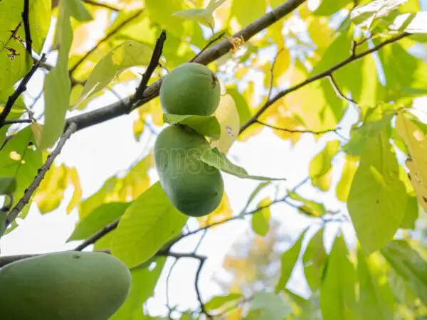 Paw Paw Nutrition: 7 Surprising Facts You Must Know!