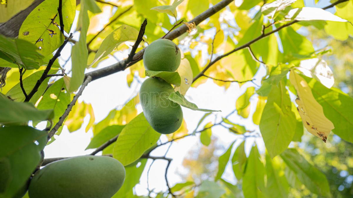 Paw Paw Nutrition: 7 Surprising Facts You Must Know!