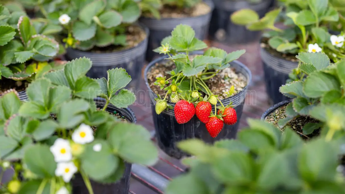 Planting Strawberry Seeds at home