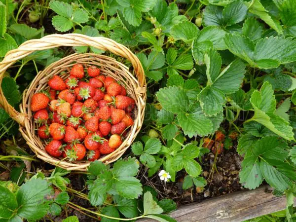 Planting Strawberry Seeds: Easy Tips for Growing Your Own Berries at Home