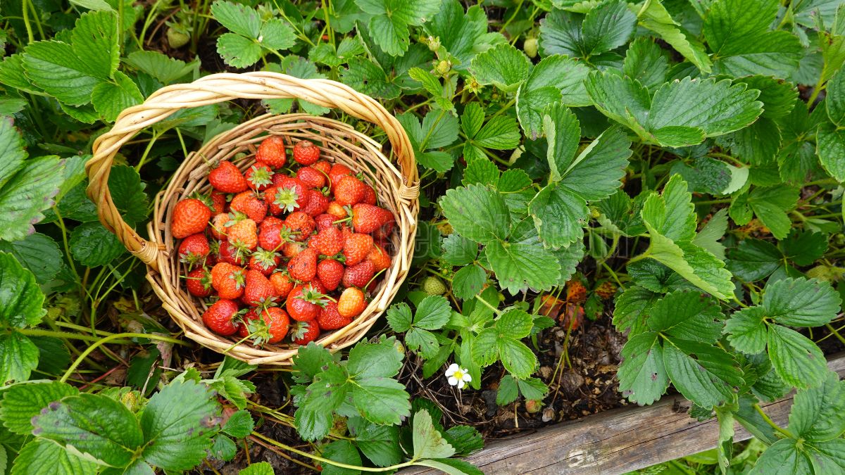 Planting Strawberry Seeds: Easy Tips for Growing Your Own Berries at Home